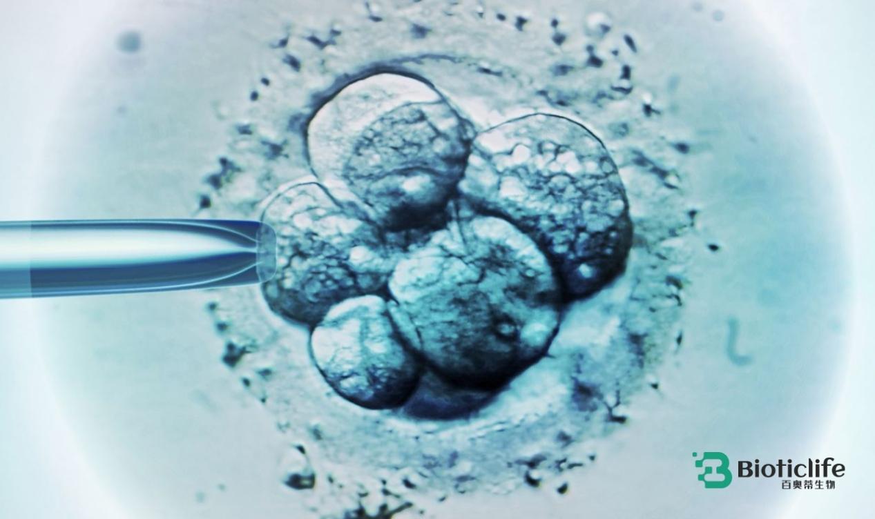 焦虑的身体需要科学的确定性——百奥蒂（BIOTICLIFE）解读干细胞的答案(图3)