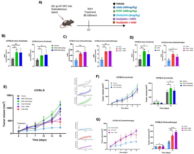 顶刊最新研究：这种常见维生素、抗衰老「神药」竟会增强癌细胞存活加速肿瘤生长(图2)