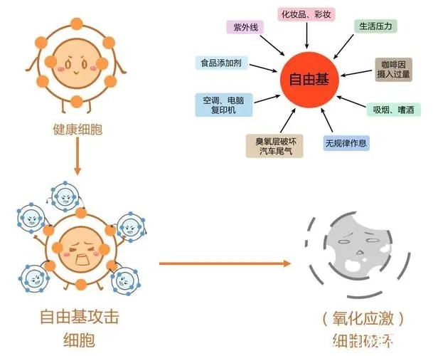 2026中国医疗美容行业发展现状与产业链分析(图1)