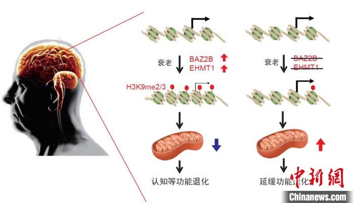 珍妮布朗联合高校研发海洋抗衰成分(图1)